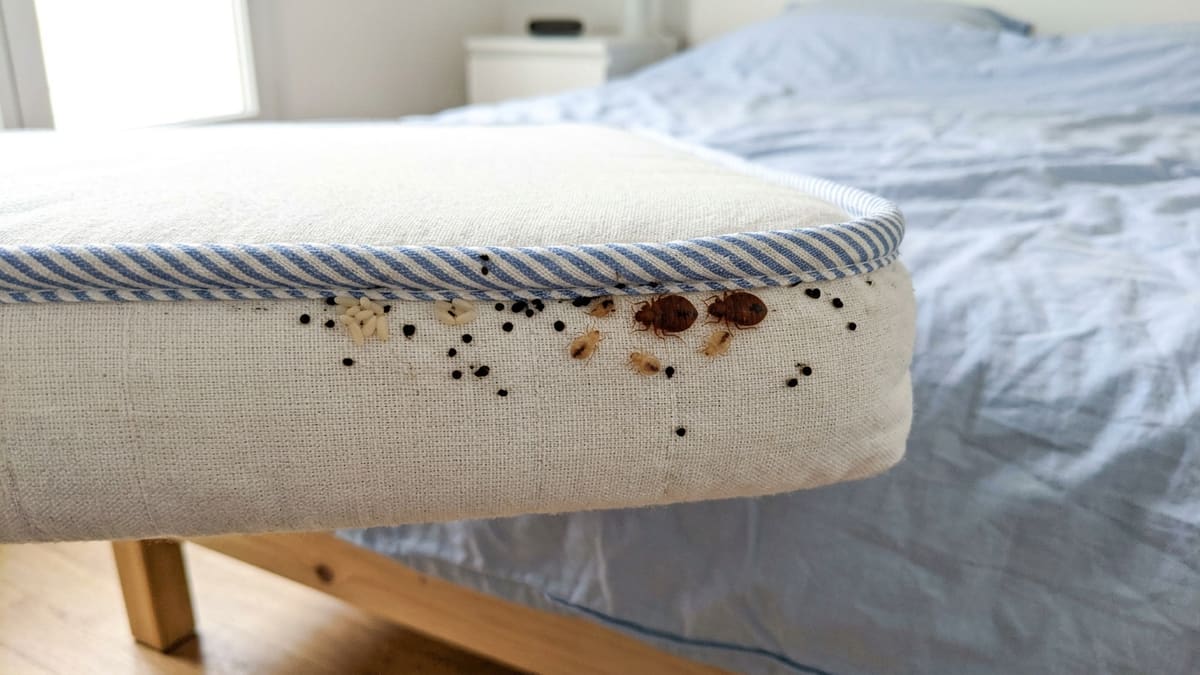 Punaise de lit adulte, nymphes et œufs pour savoir si on a des punaises de lit