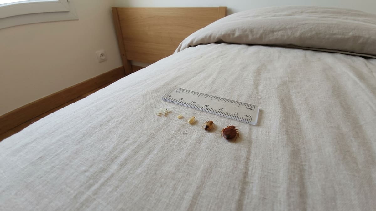 Punaise de lit à différents stades de développement et leurs tailles