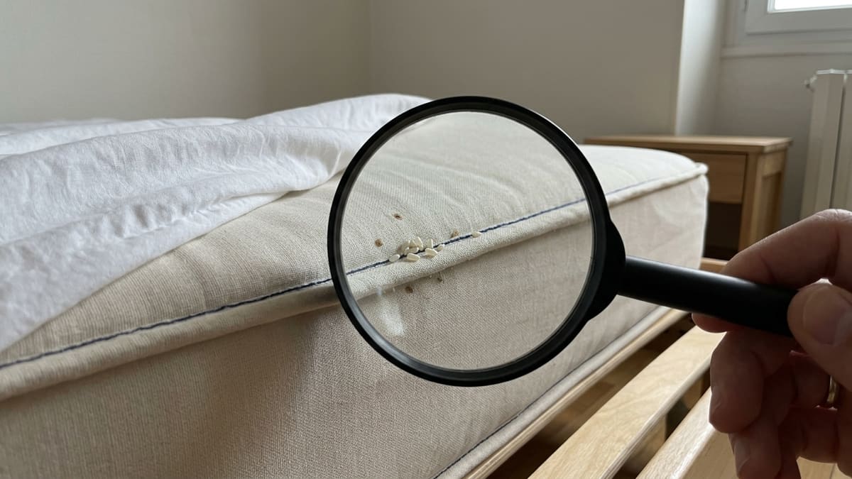 Œufs de punaise de lit en grappe sur une couture de matelas, sous une loupe